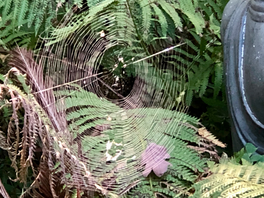 close up of spider web