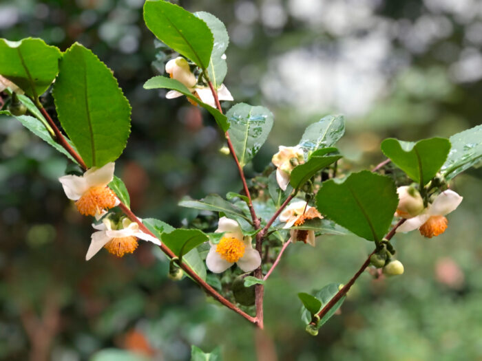 close up of tea camellia in bloom