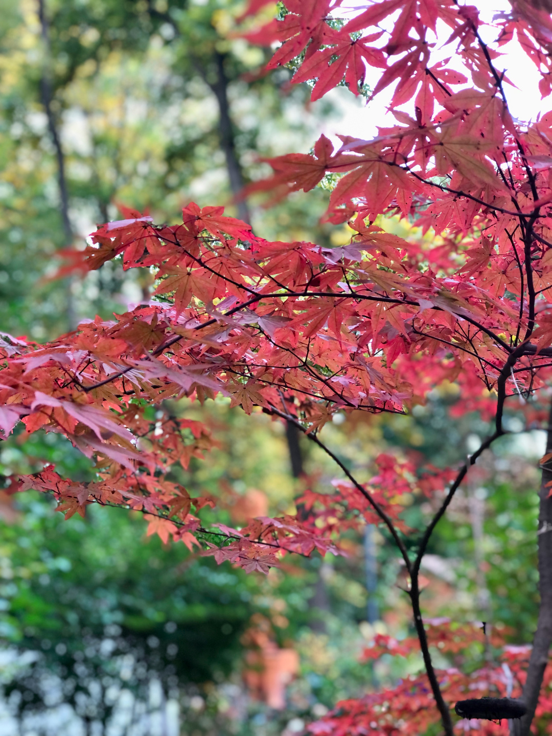 close up of red Japanese maple foliage in fall