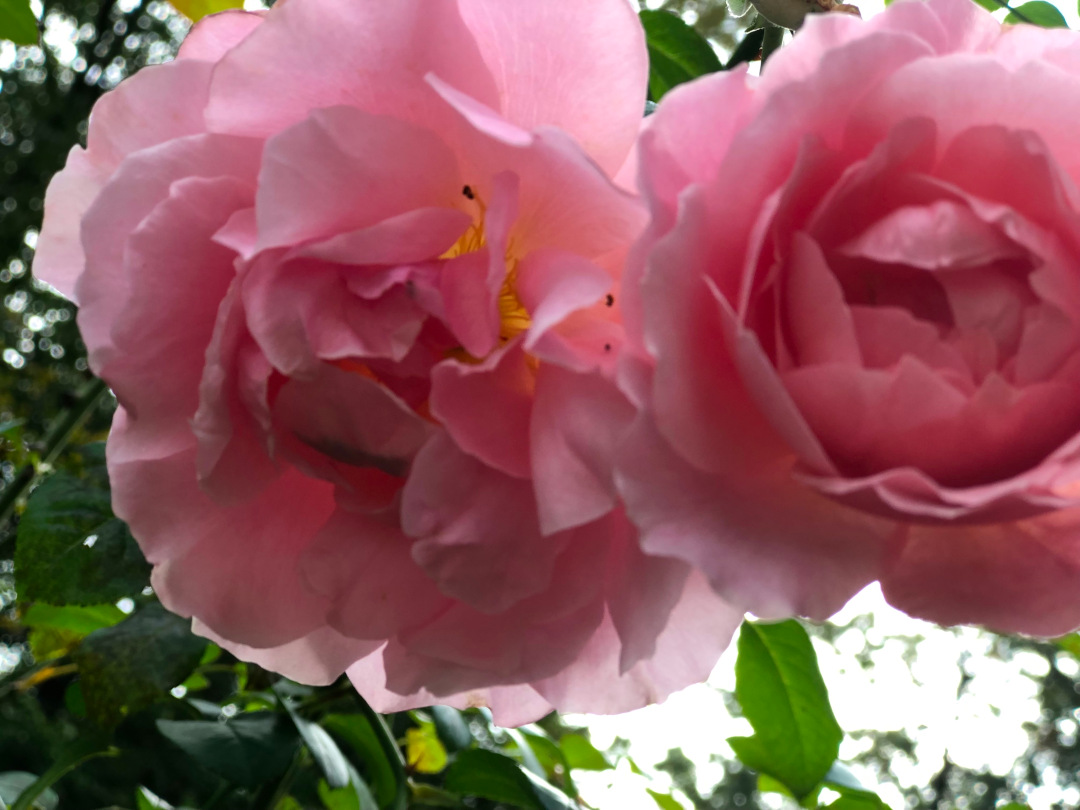 close up of light pink camellias