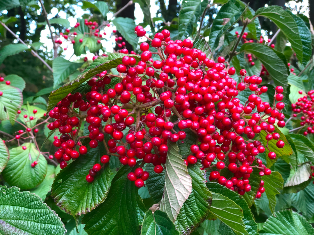 close up of bright red viburnum berries