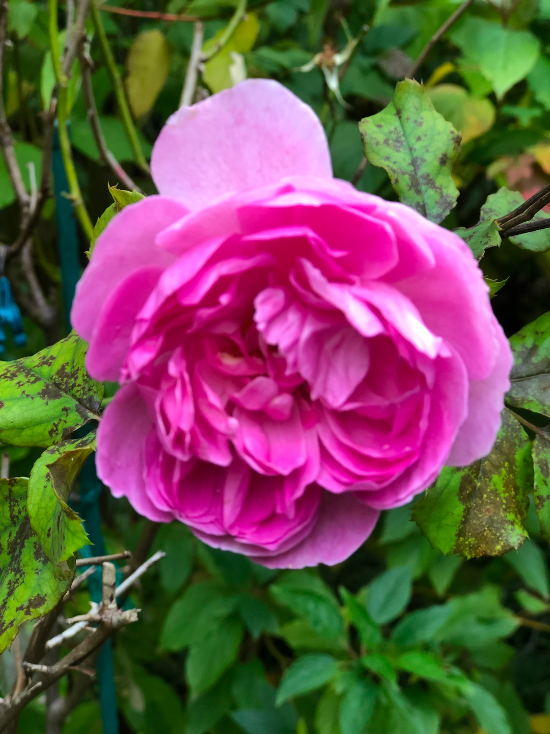 close up of pink rose