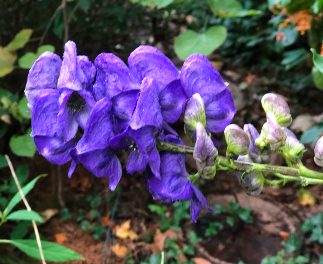 close up of purple monkshood flower