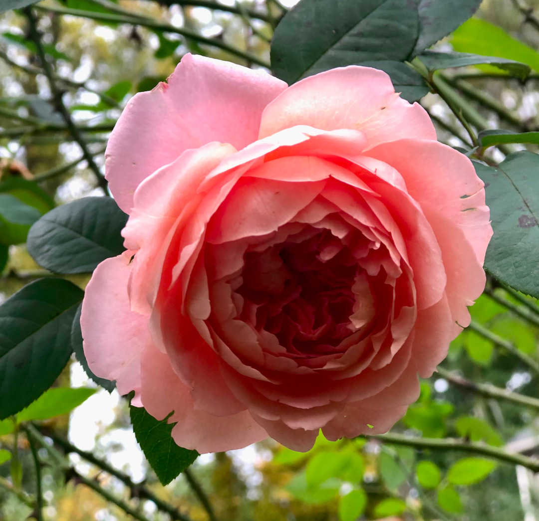 close up of light pink rose