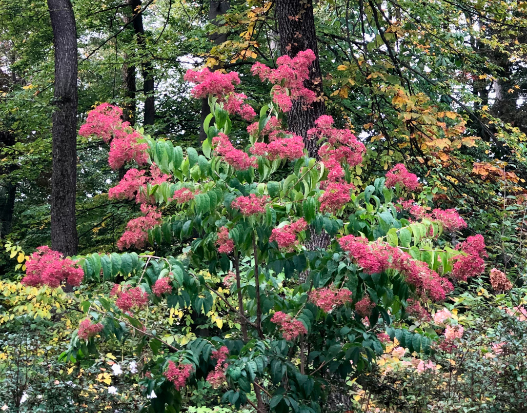 Seven-son flower shrub with pink flowers in fall