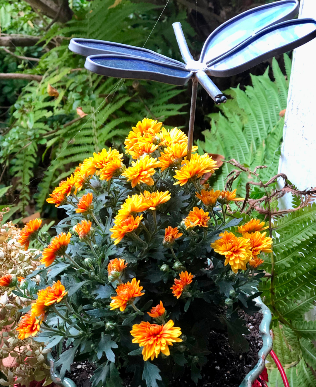 close up of orange mums in a container