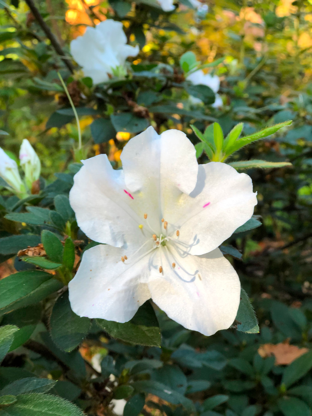 close up of white azalea flower