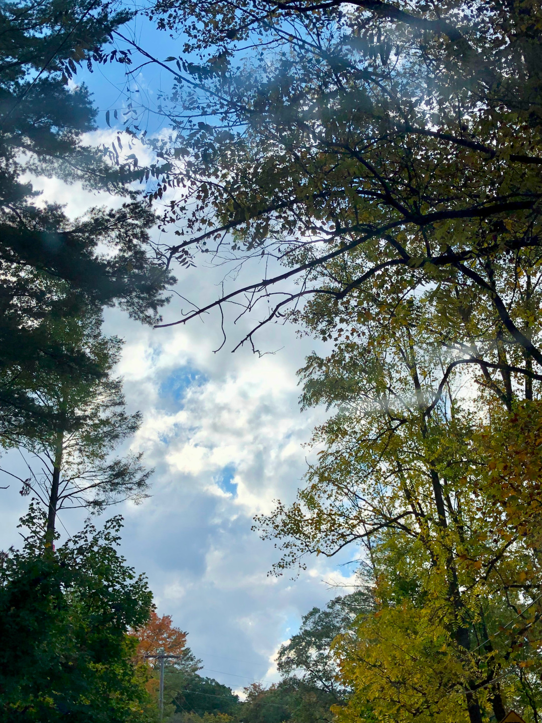 looking up at trees and blue sky