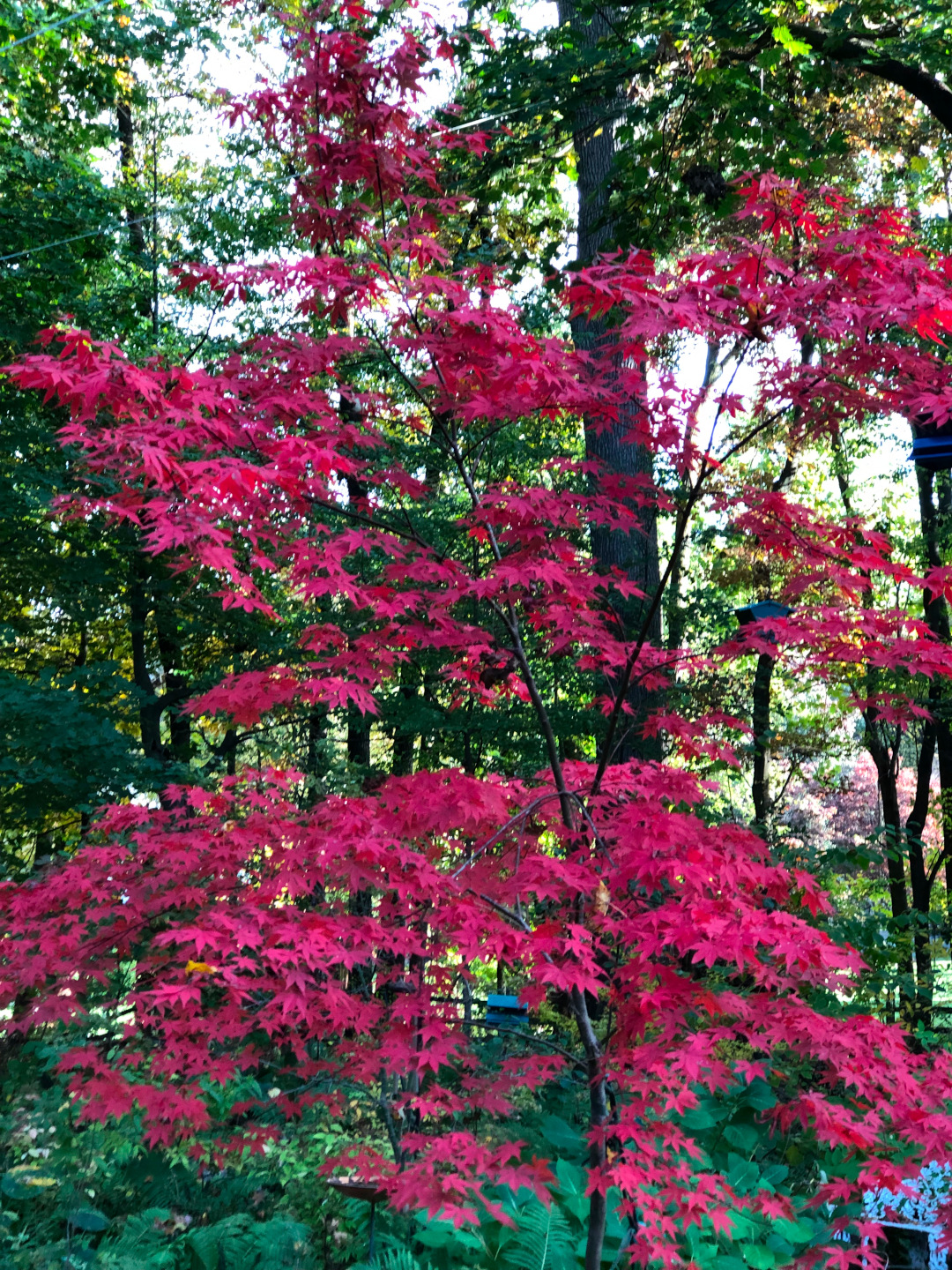 bright red Japanese maple with green trees behind