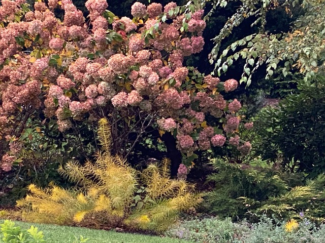 close up of pink hydrangea and yellow foliage plant