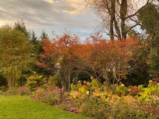 yellow and orange garden bed in fall