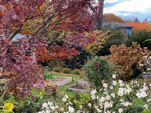 white flowers and colorful fall foliage plants