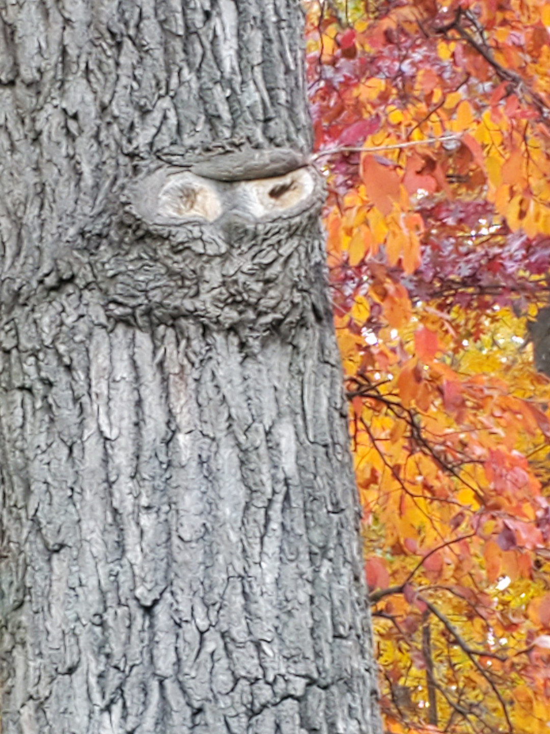 close up of tree with fall foliage