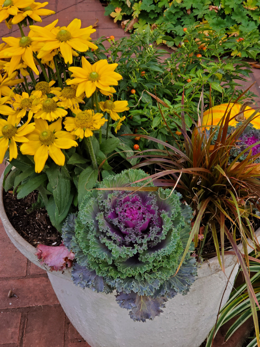 close up of fall container planting with yellow flowers and ornamental cabbage