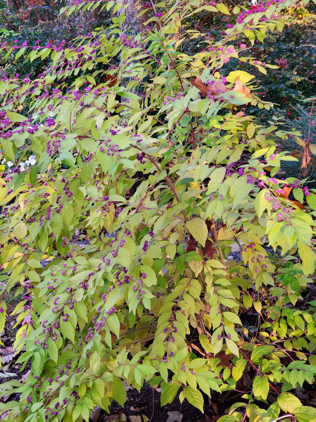 close up of beautyberry shrub in fall