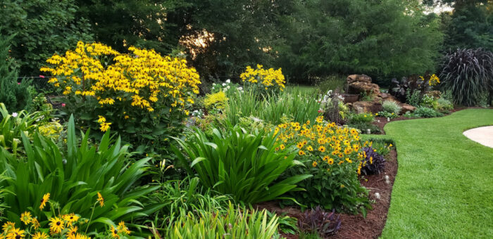 garden bed with lots of yellow flowers