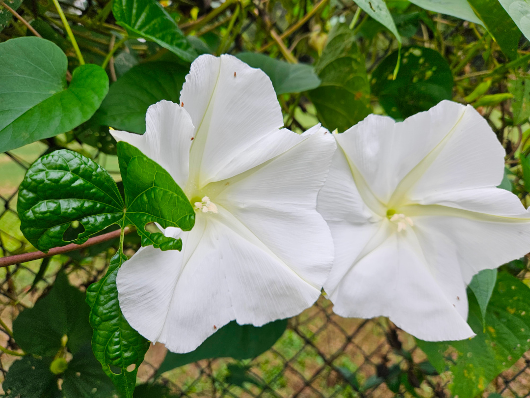 close up of two large moonflowers