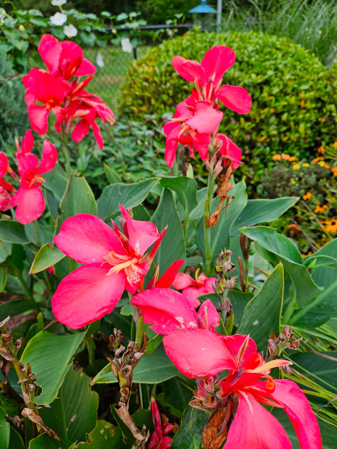 close up of bright pink canna lilies