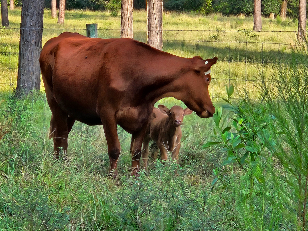 brown cow with calf