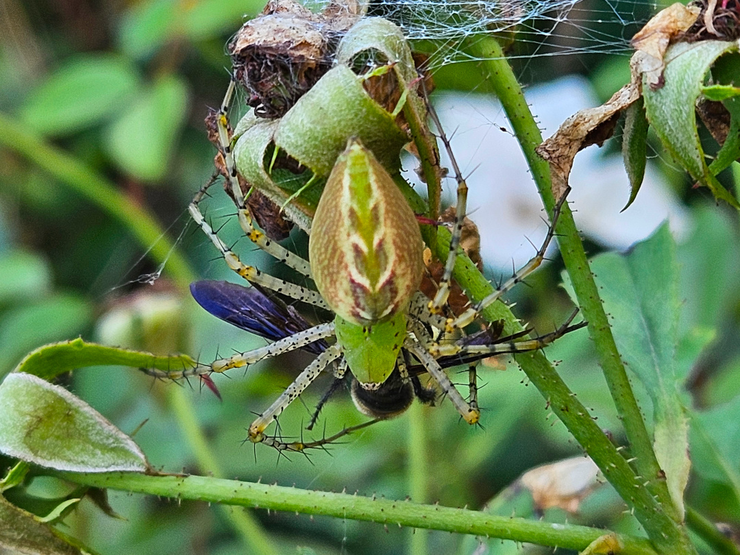 close up of spider that captured a wasp