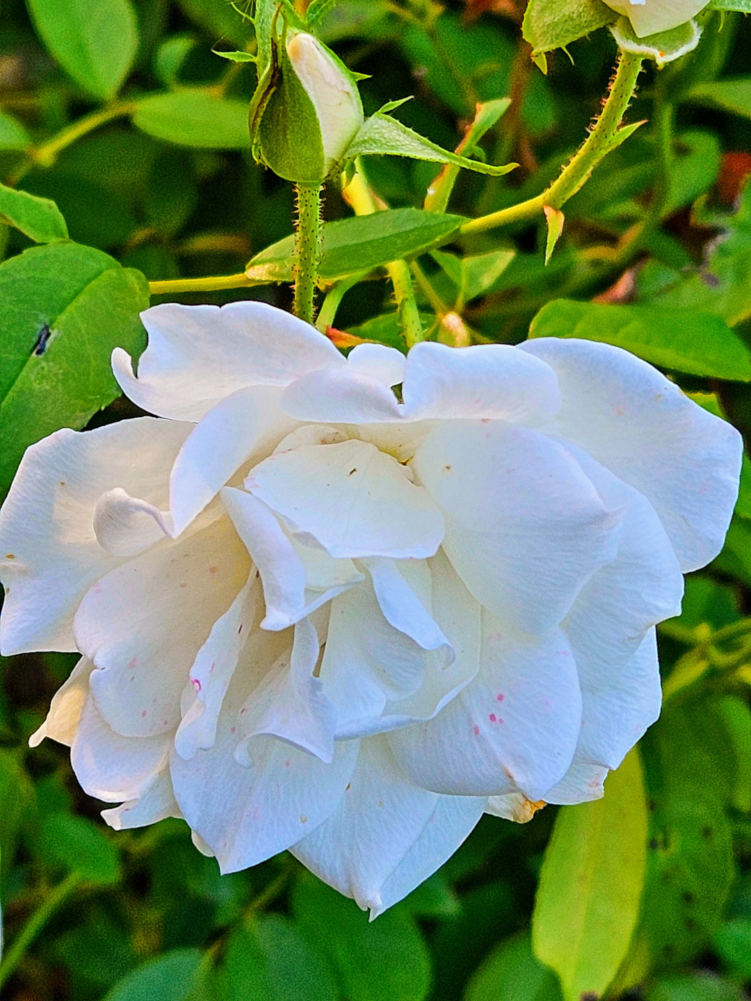 close up of white rose