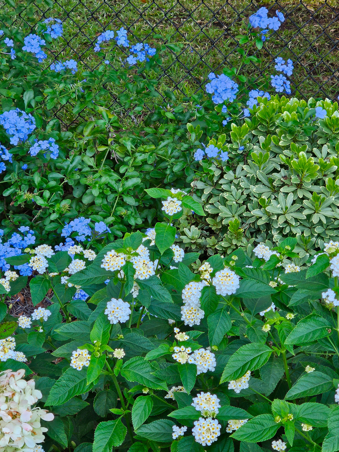 close up fo white and blue annual flowers