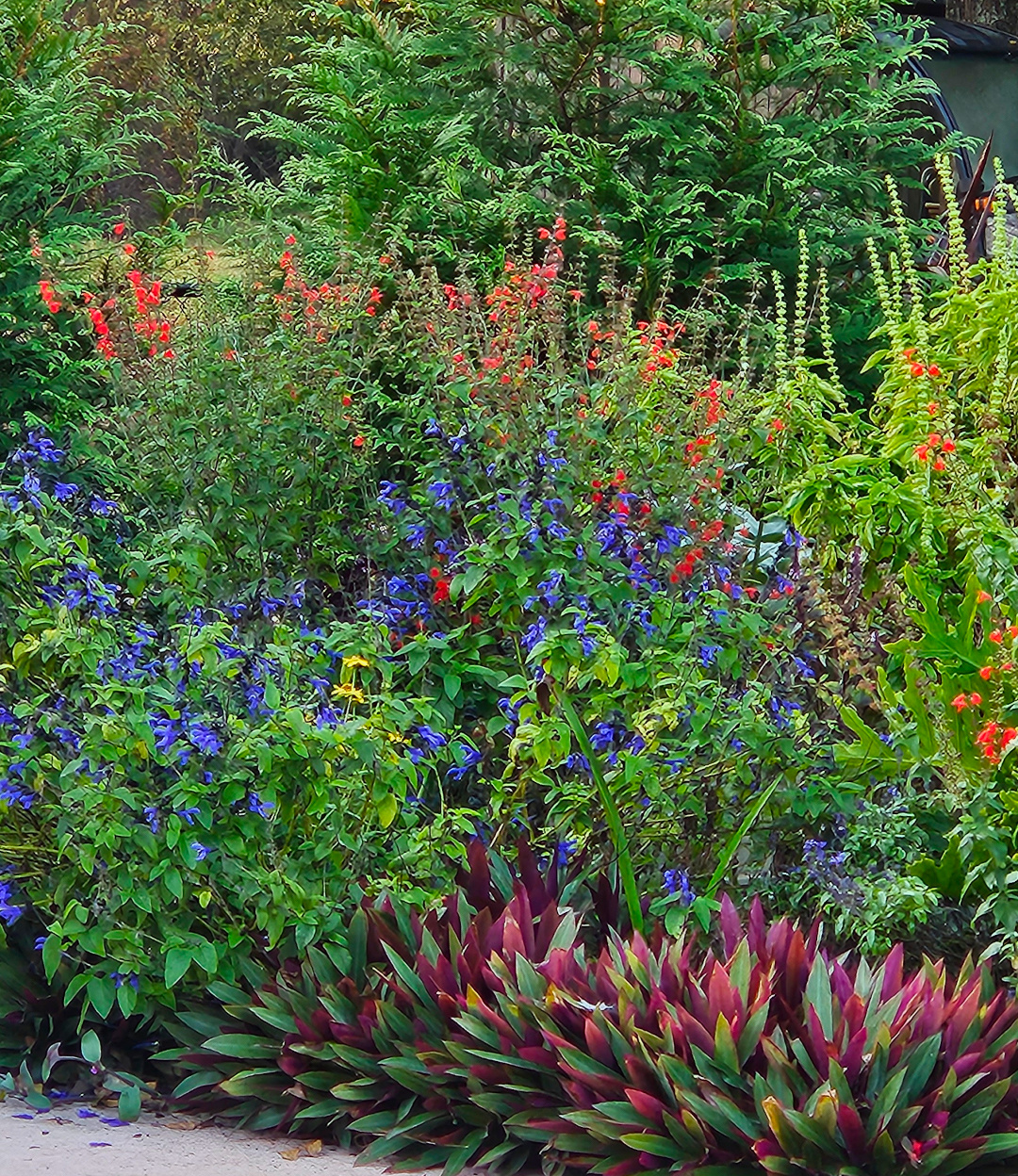 close up of red and blue flowers in colorful foliage