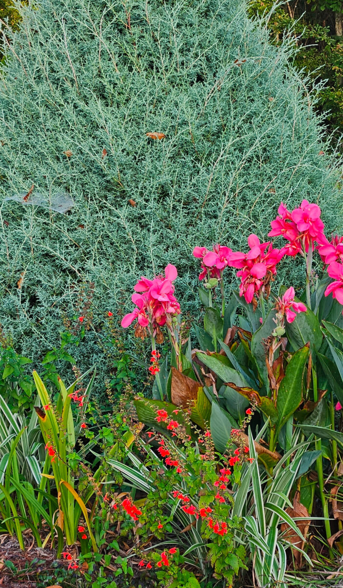 bright pink and red flowers in front of green-blue foliage plant