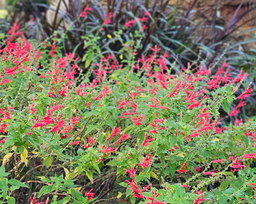 close up of bright pink sage