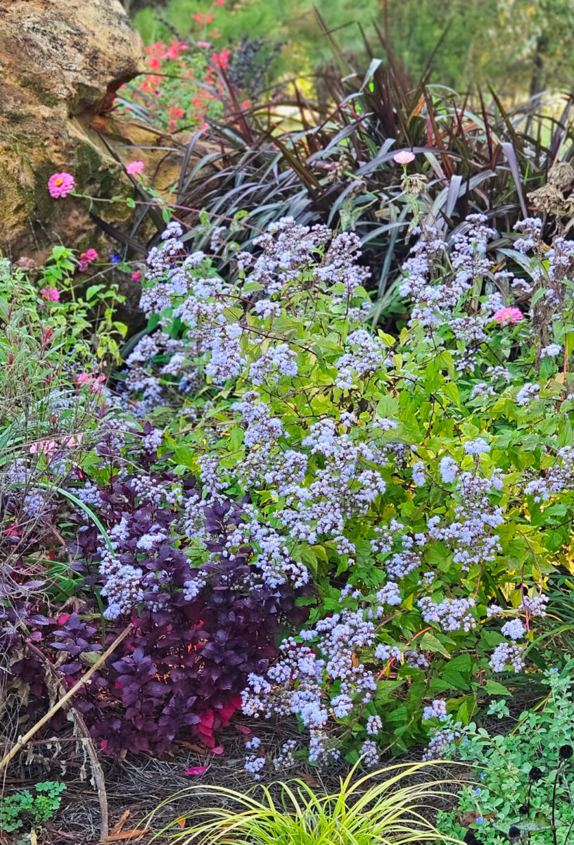 close up of flowers and foliage in fall garden