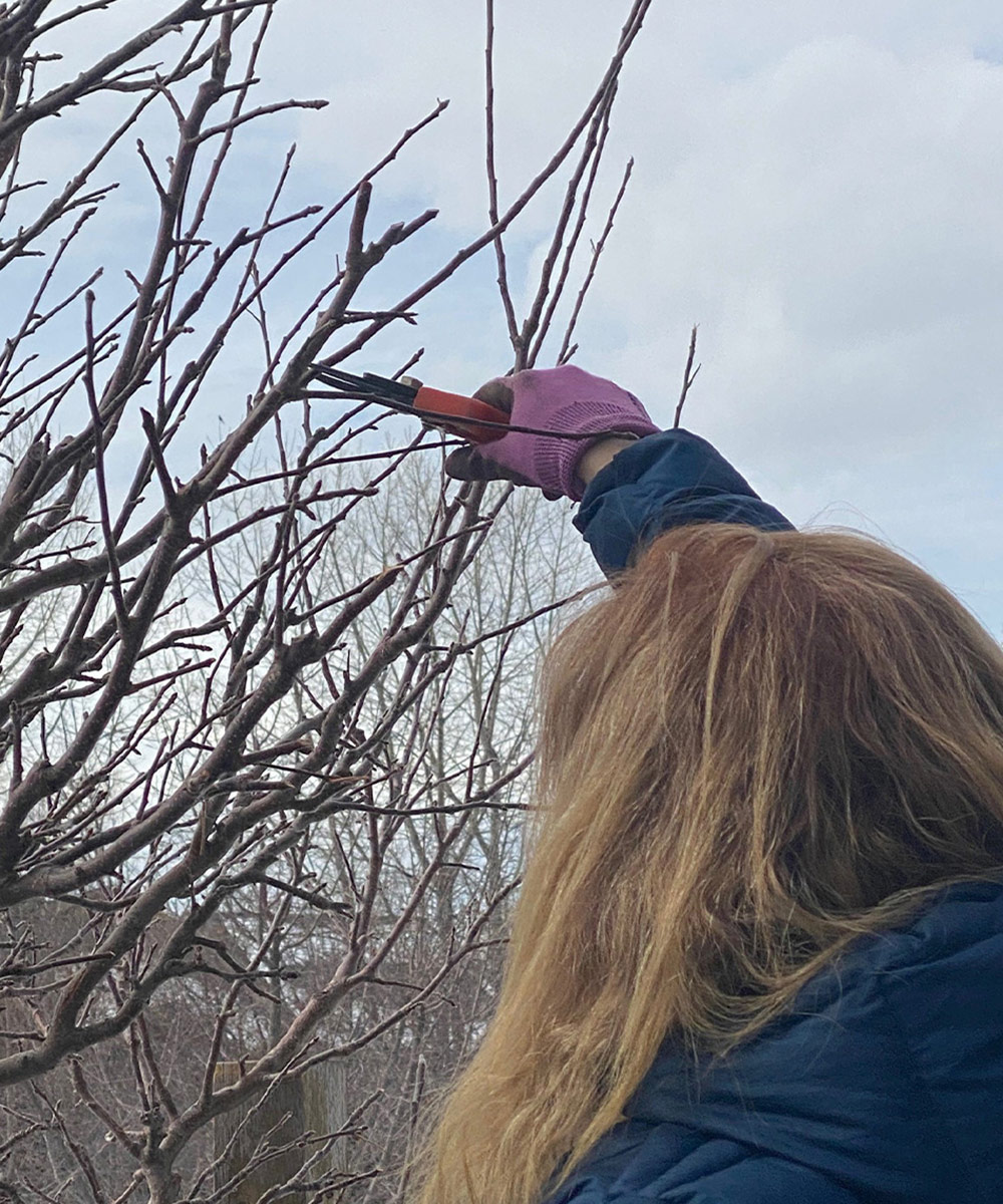 pruning a tree in winter