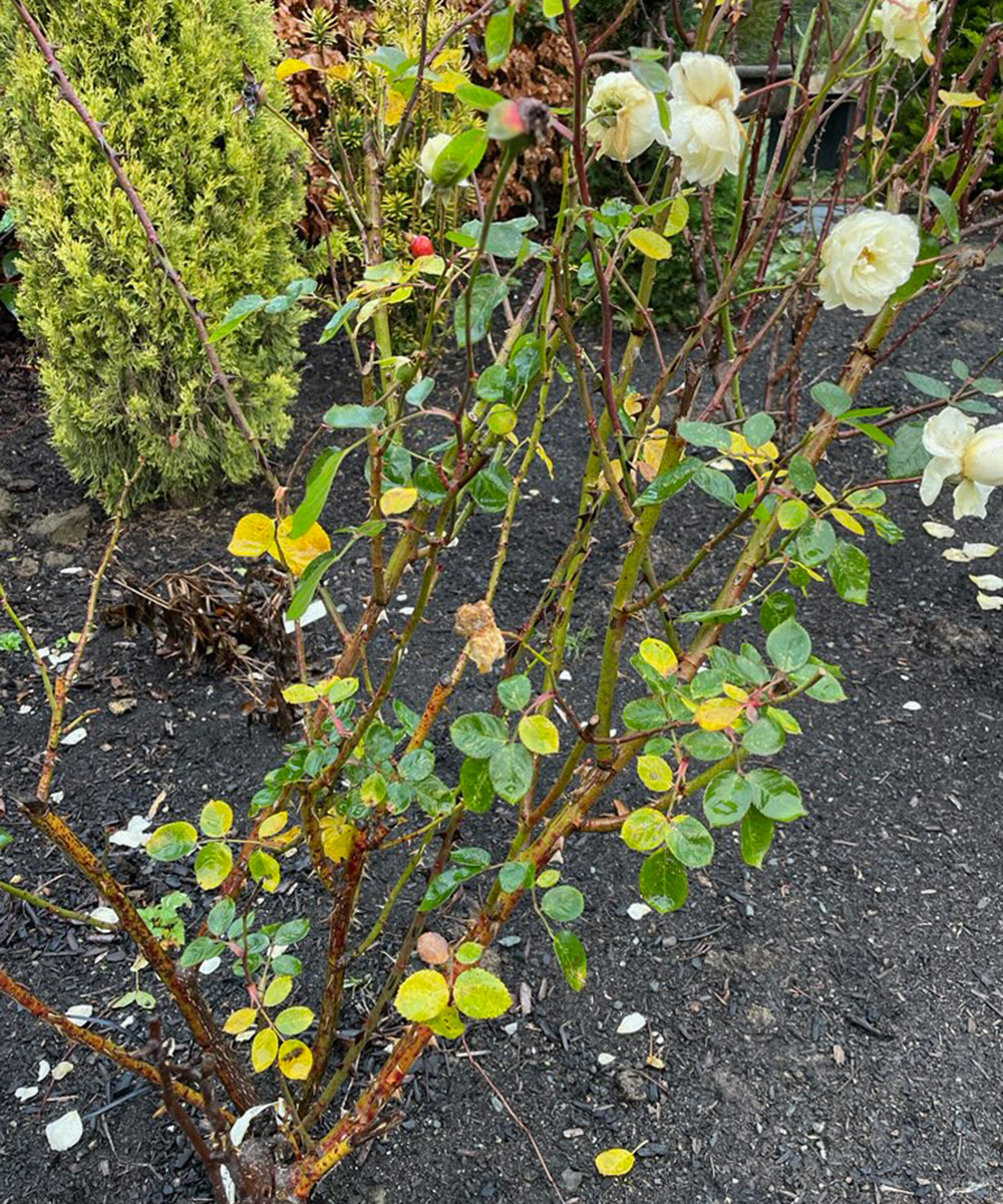 rose in late fall