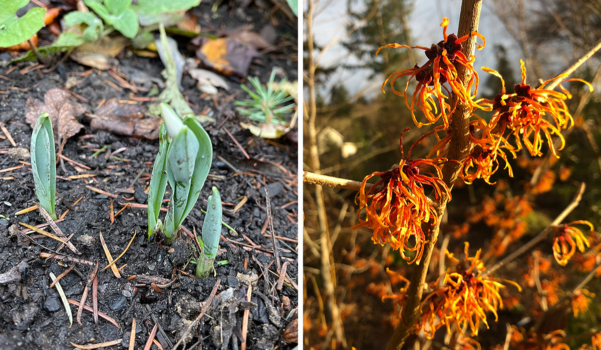 newly emerging snowdrops and witch hazel in bloom