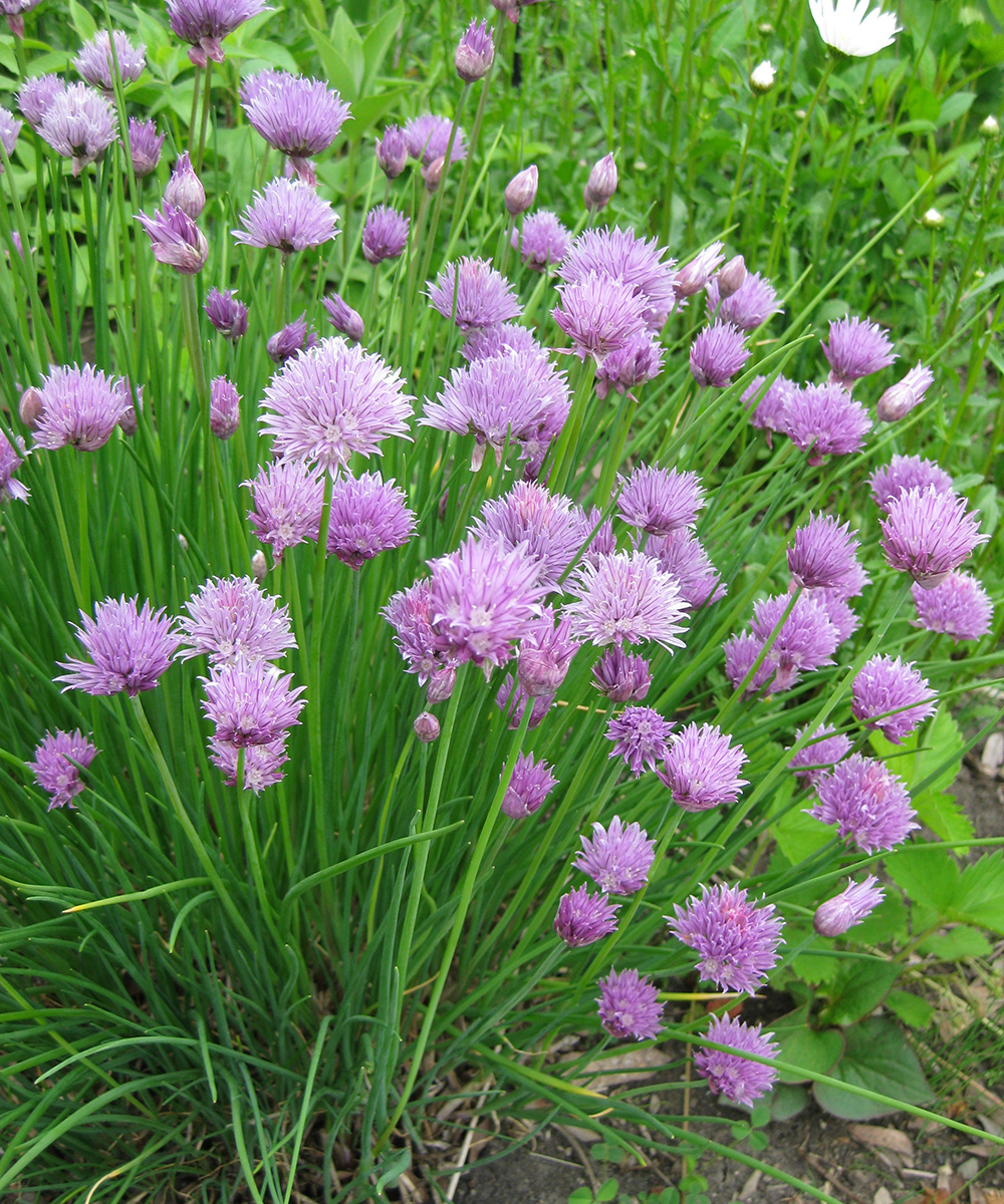 Chives