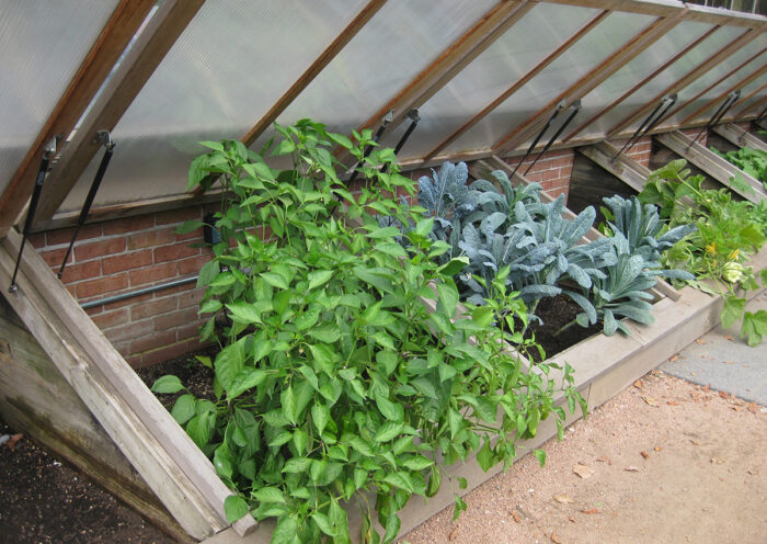 growing herbs in cold frames