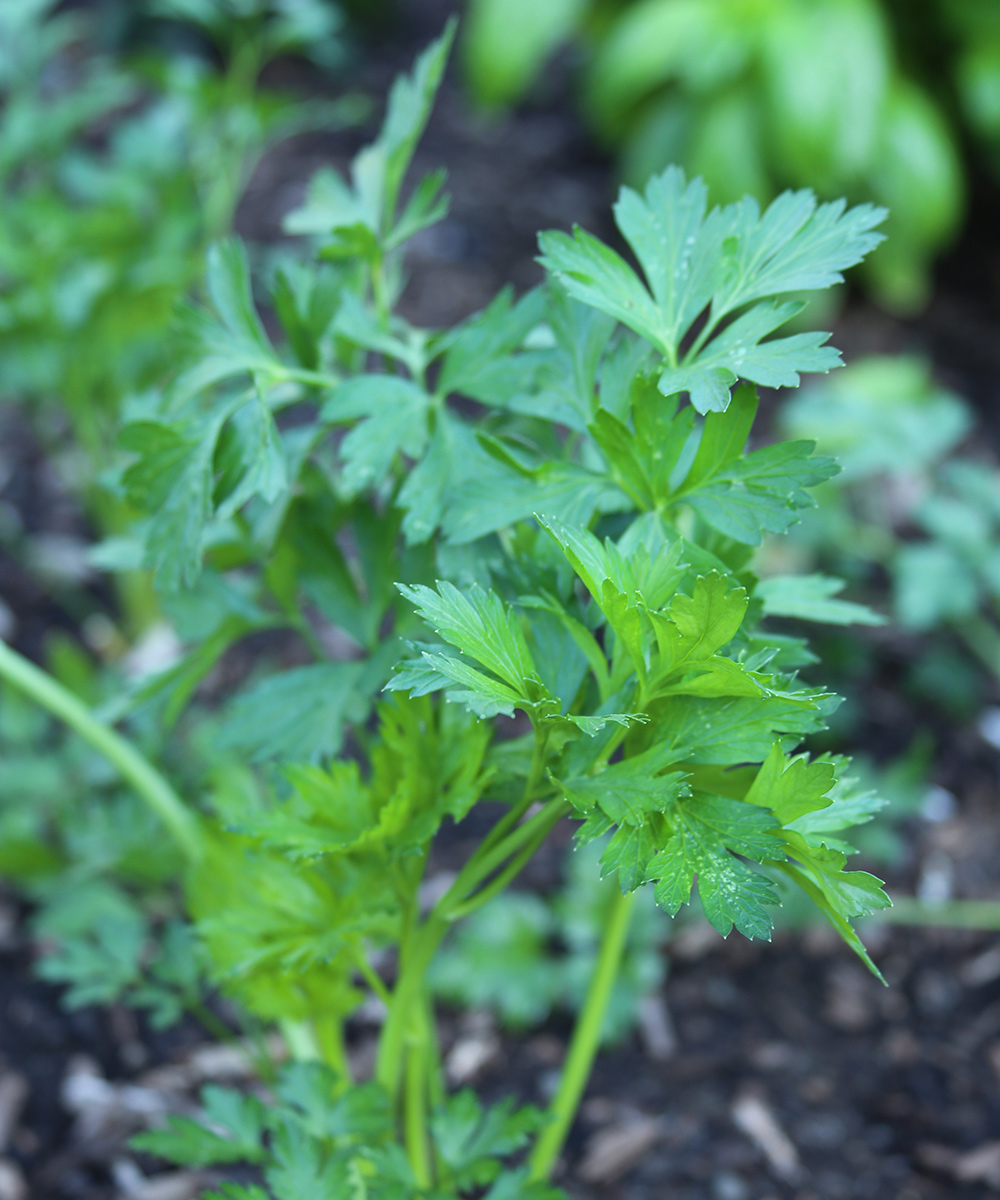 Flatleaf parsley