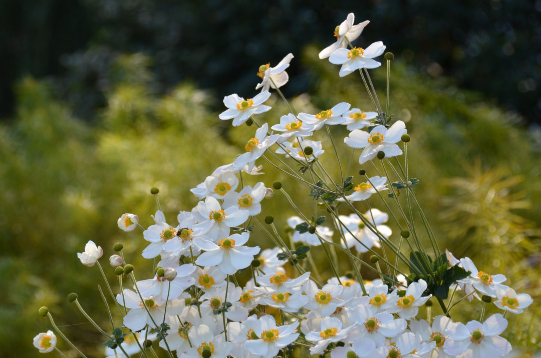 close up of fall-blooming white flowers