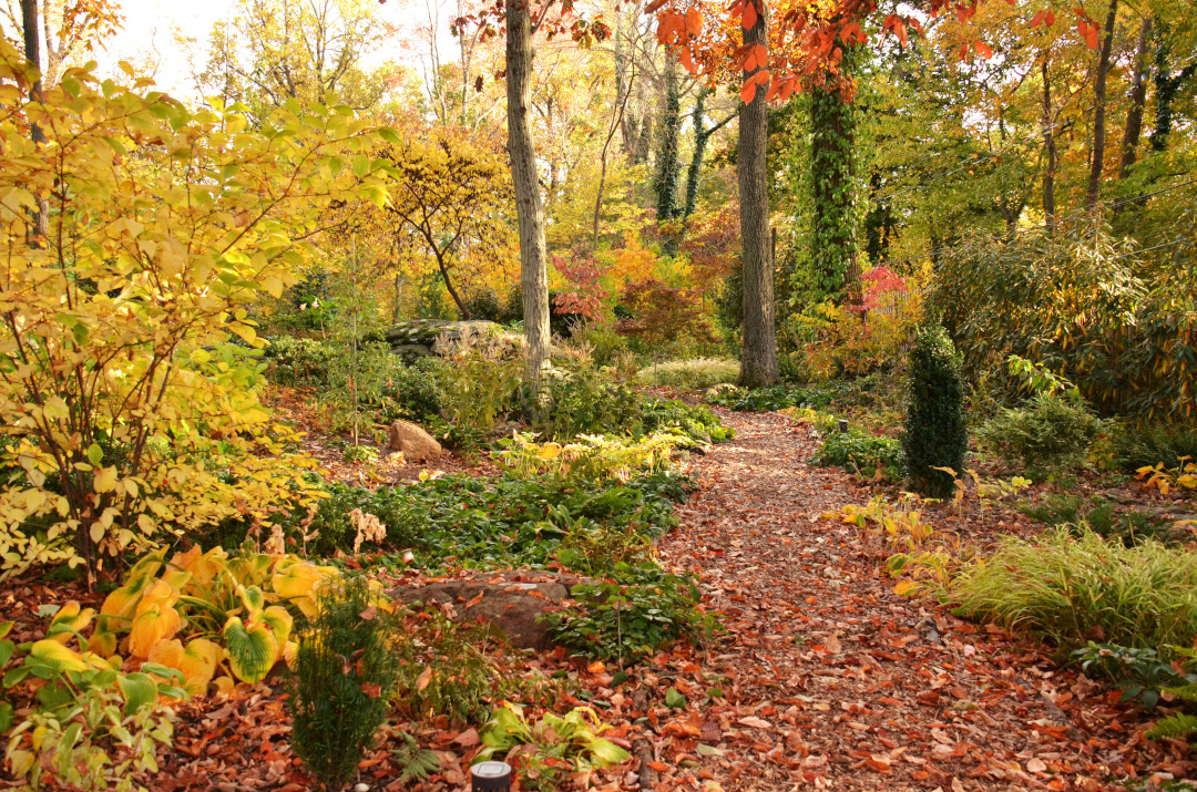 woodland garden with lots of fall foliage