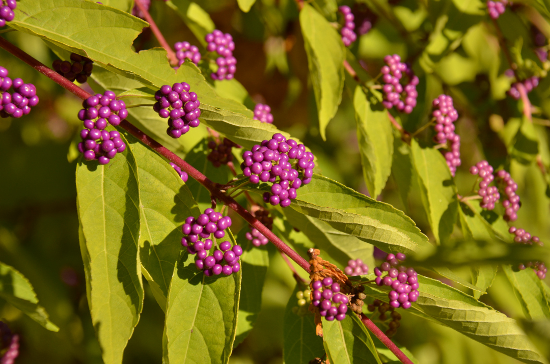 close up of bright purple beauty berries