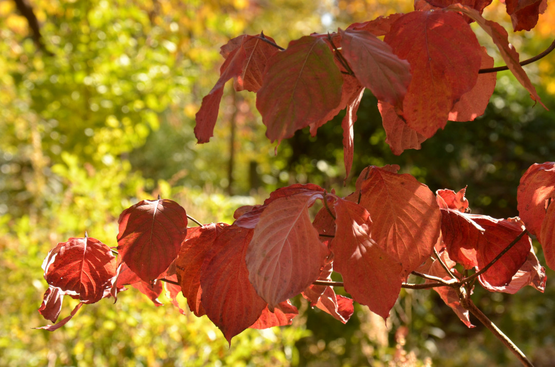 close up of dogwood foliage in fall