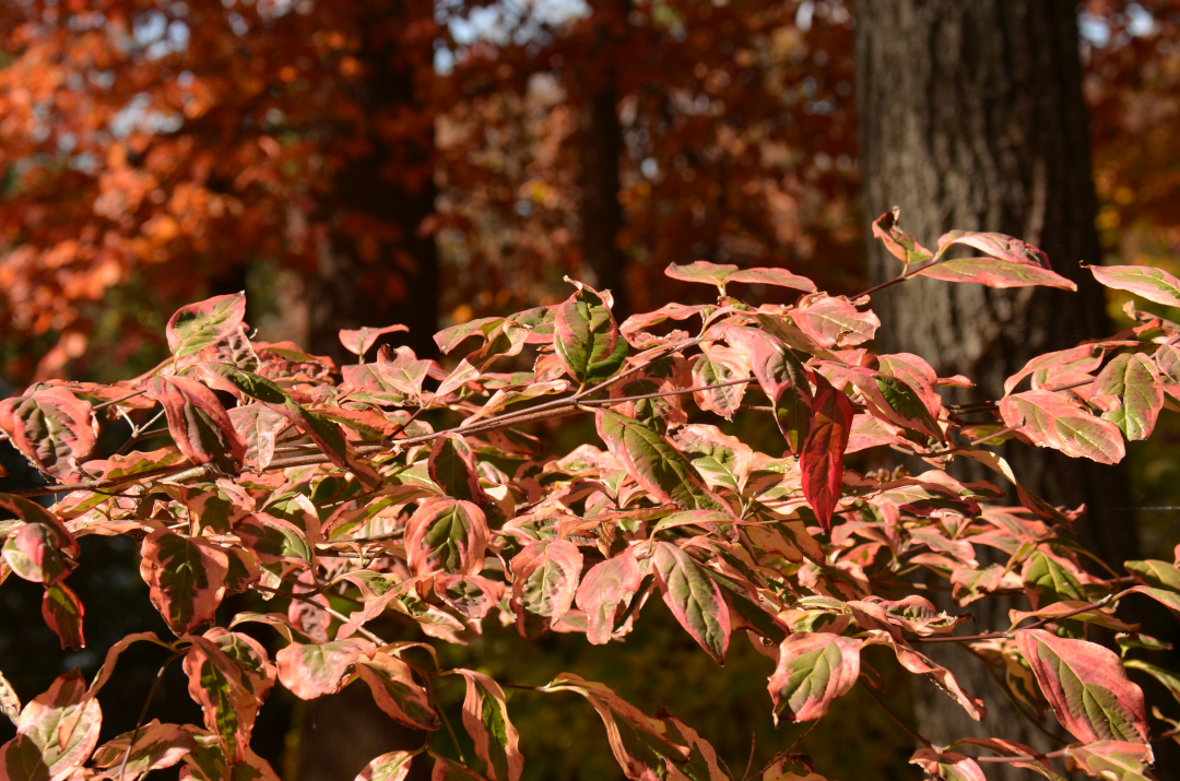 close up of variegated Stellar Pink dogwood foliage