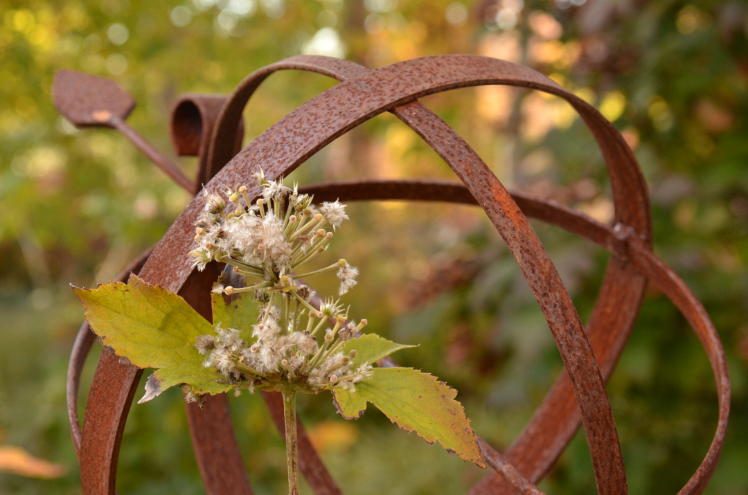 seed head in front of rusty garden sculpture