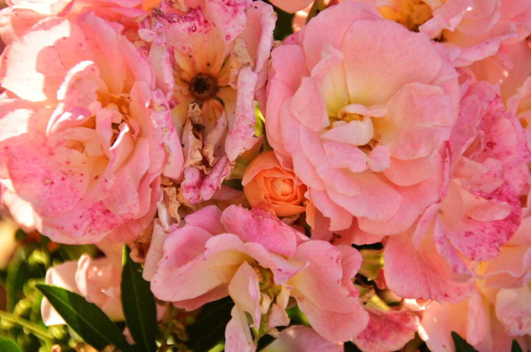 close up of pink roses