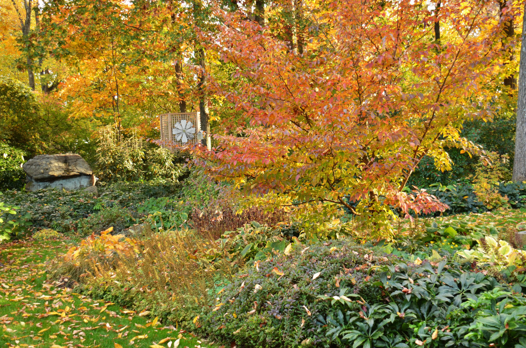 small tree with fall color in the middle of low-growing shrubs and perennials