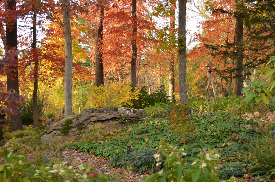 view of trees with fall color from garden