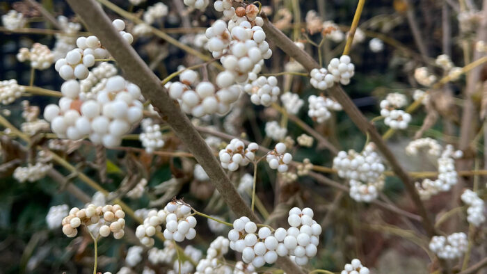 late season plants