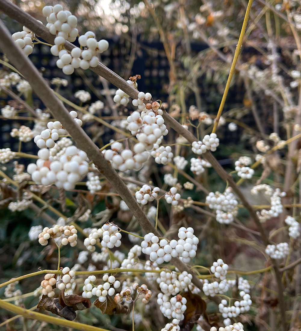 White beautyberry