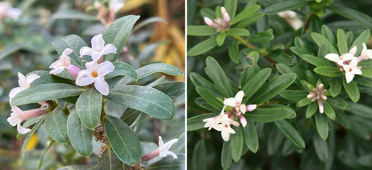 Daphne x transatlantica and Eternal Fragrance daphne