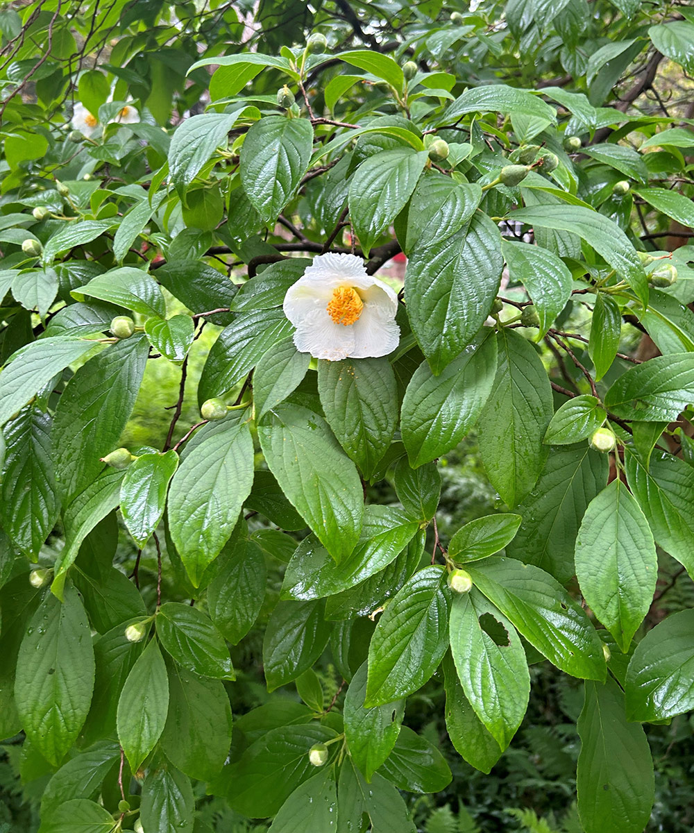 Japanese stewartia in bloom