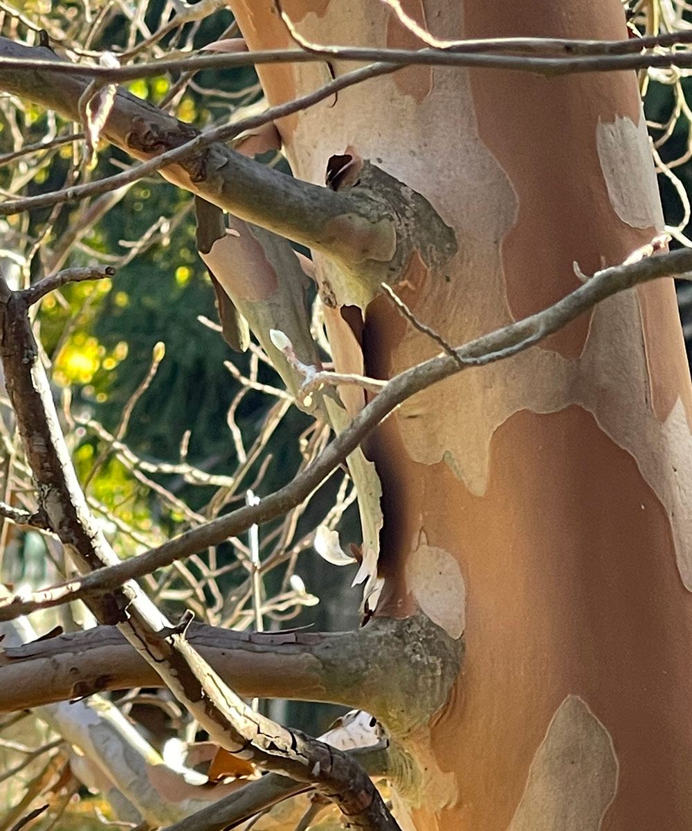 Japanese stewartia bark